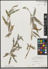 Foto von Salix pycnostachya Andersson